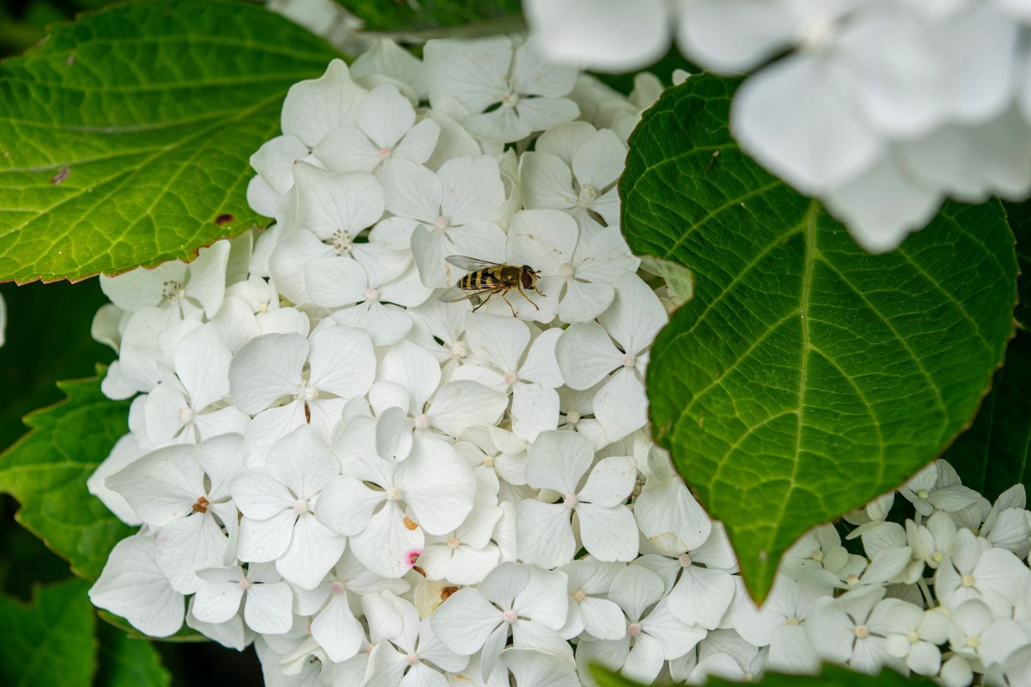 A small insect rests on a white hydrangea flower cluster among green leaves.