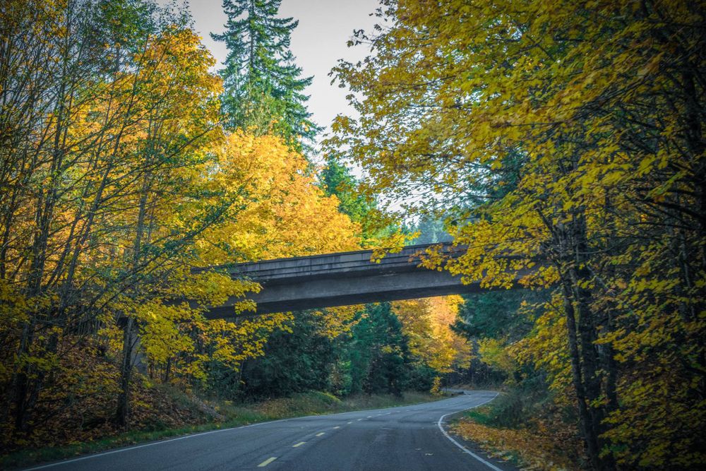 Fall foliage frames a road underpass with golden yellow trees and winding highway.