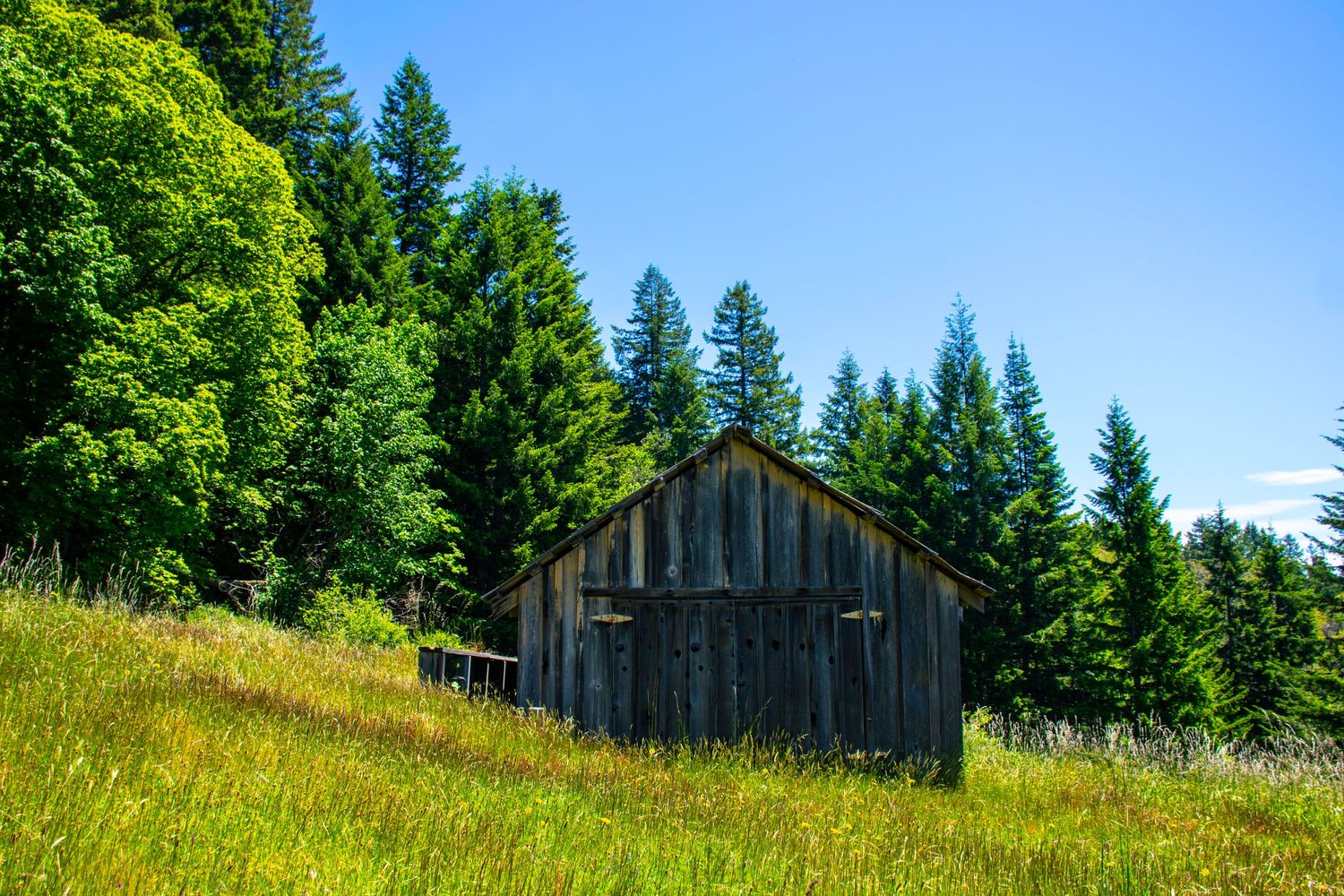 Rustic wooden barn stands against a backdrop of tall pine trees on a sunny hillside.