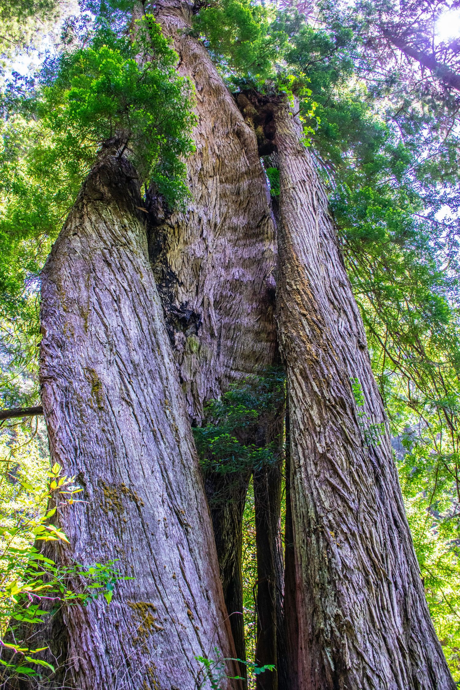 Towering redwood trees reach skyward in a sunlit forest showing their massive trunks and textured bark.
