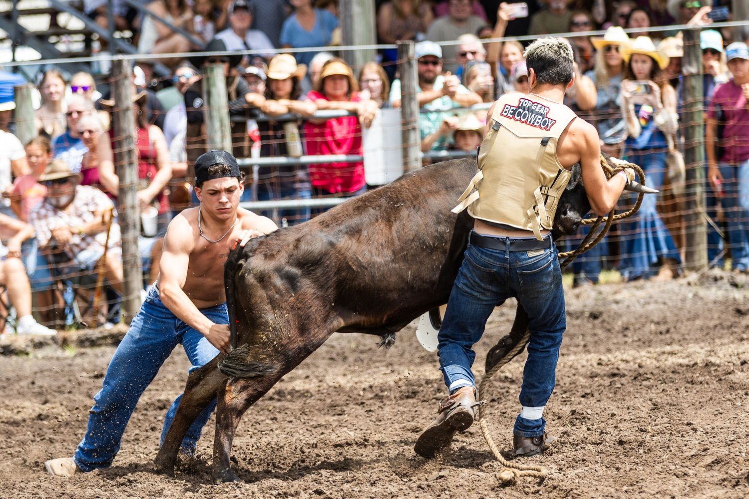 Rodeo handlers working together to wrangle a bull in muddy arena. Deland, Florida