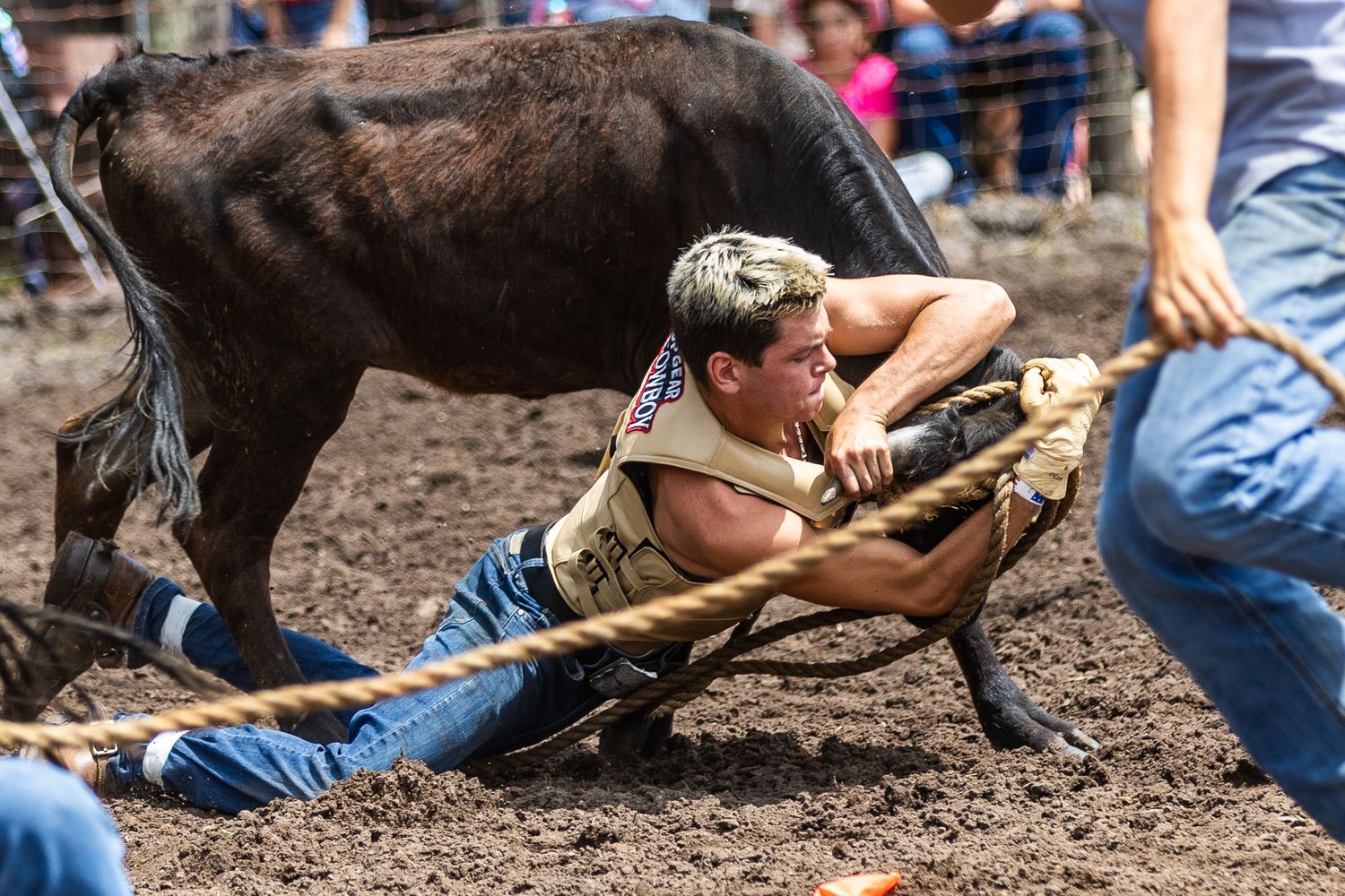 Rodeo participant ducking under charging bull in muddy arena. Deland, Florida