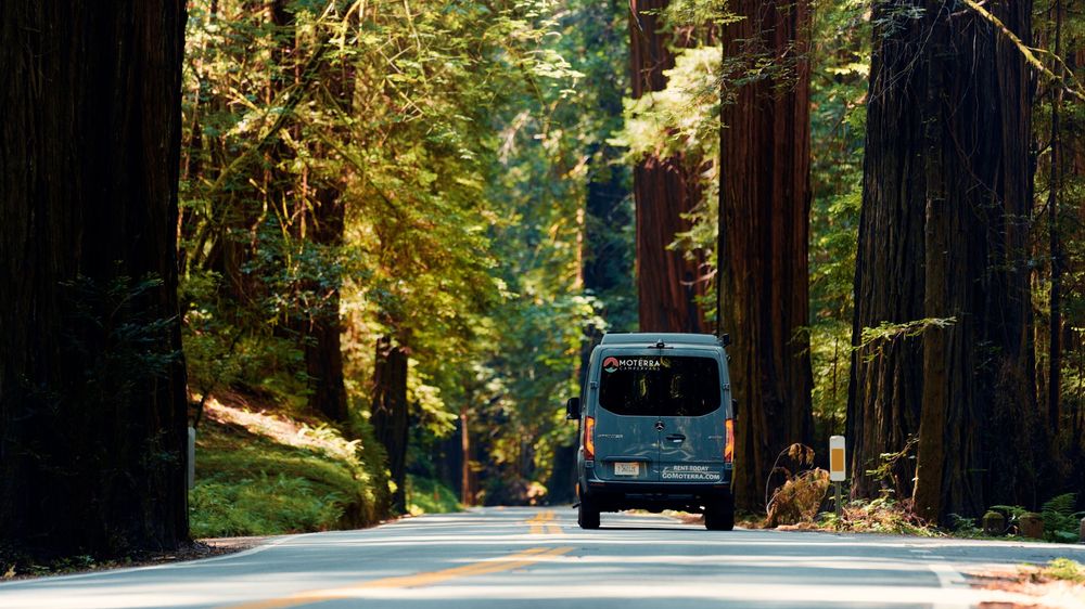 Winding forest road through majestic redwood trees with dappled sunlight.