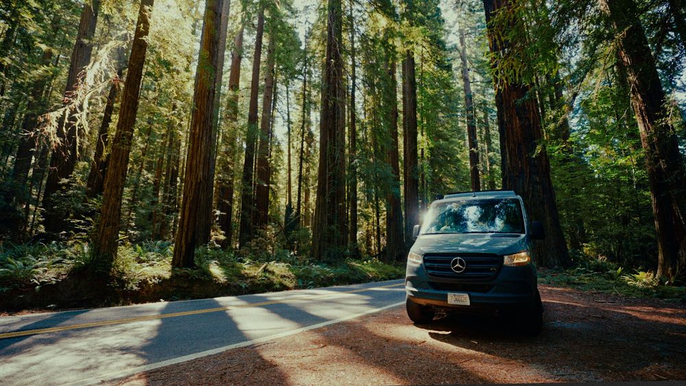 Sunlit path through towering redwood trees in a peaceful forest setting.