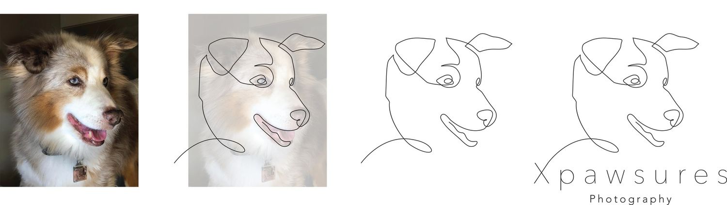 Four sequential sketches progressing from a detailed dog portrait to simplified line drawings showing artistic process.