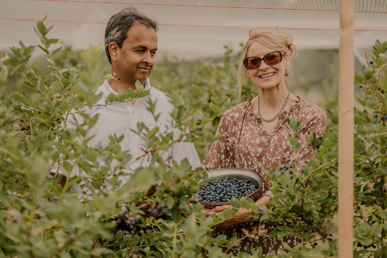 A couple harvests fresh berries together in a sunny garden setting.