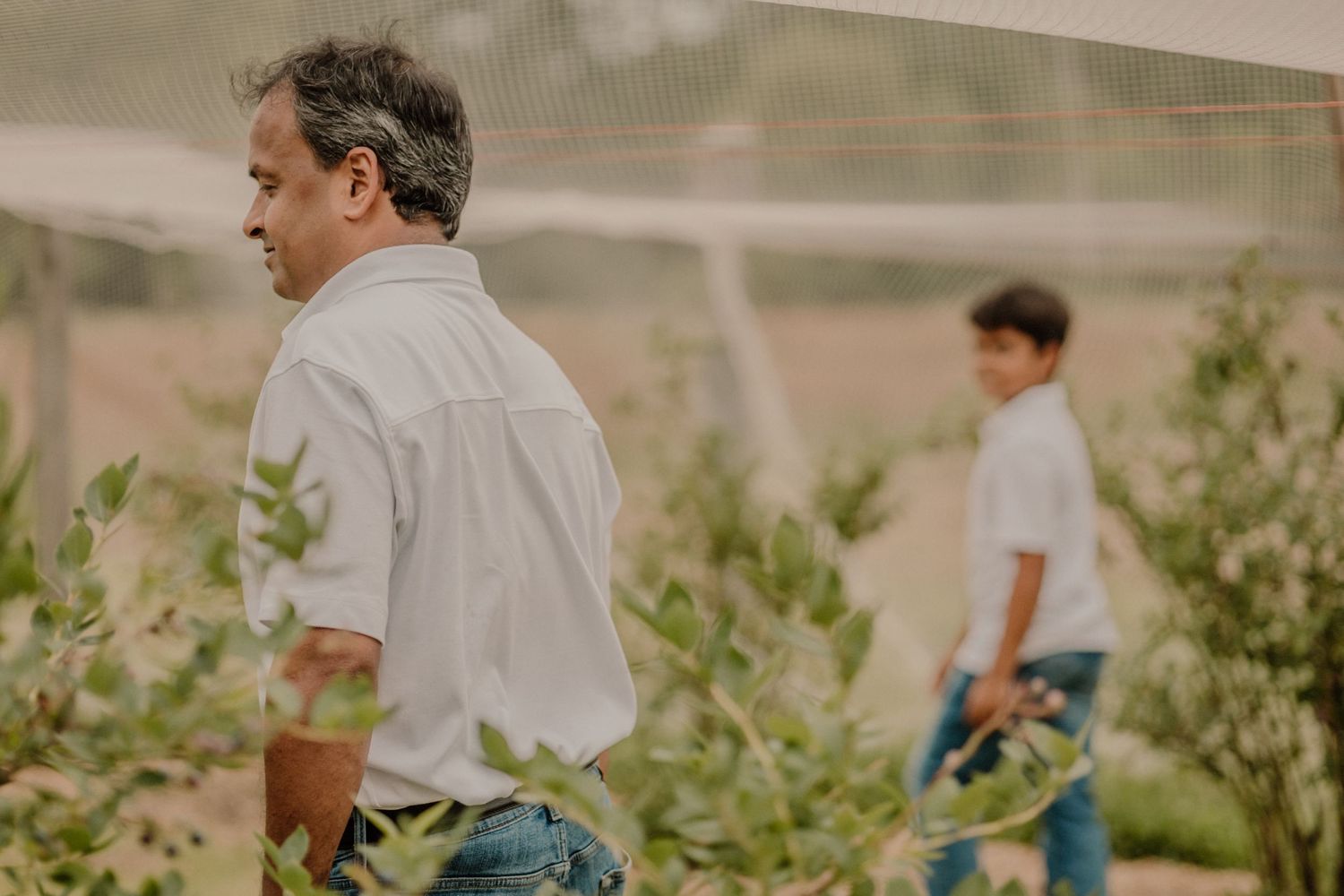 Two people working in a blueberry field under protective netting.