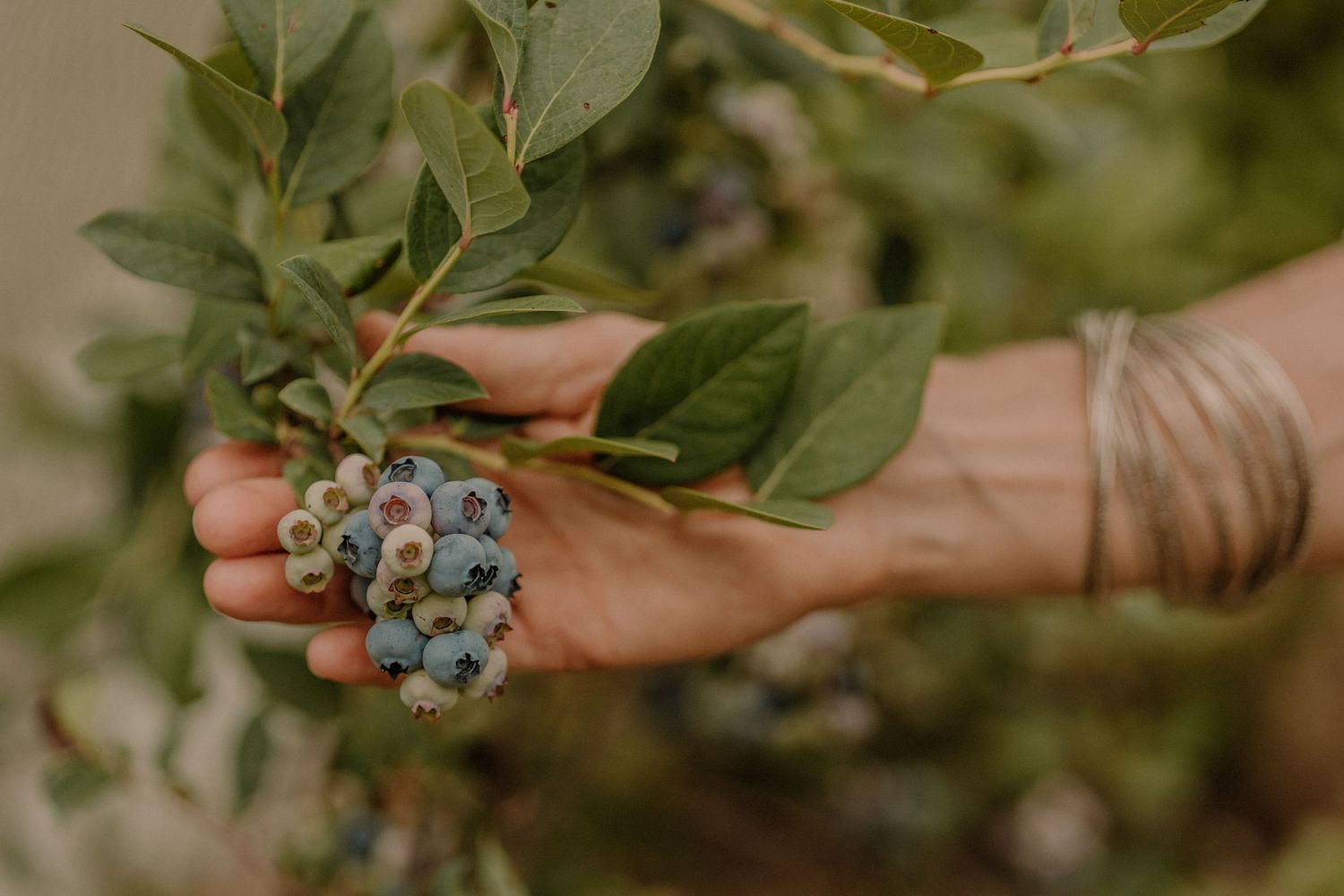 Close-up shot of fresh blueberries being held with green leaves.