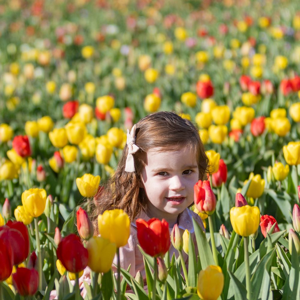 Young girl poses in the tulip field at Ferjulian's Farm during a spring family photo session by  Lisa West Photography