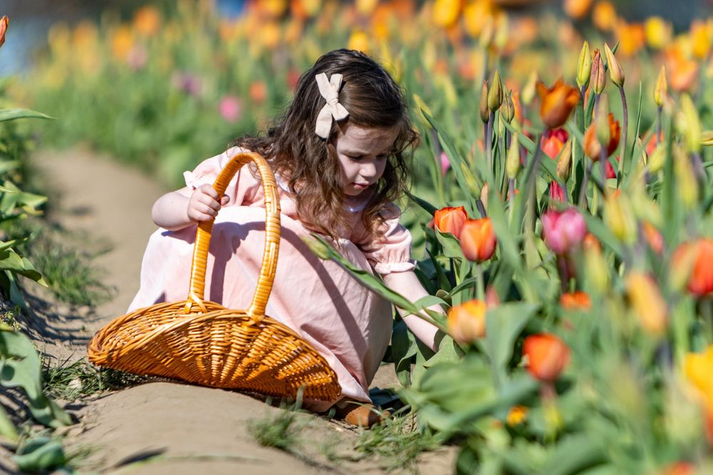 Young girl poses in the tulip field at Ferjulian's Farm during a spring family photo session by  Lisa West Photography