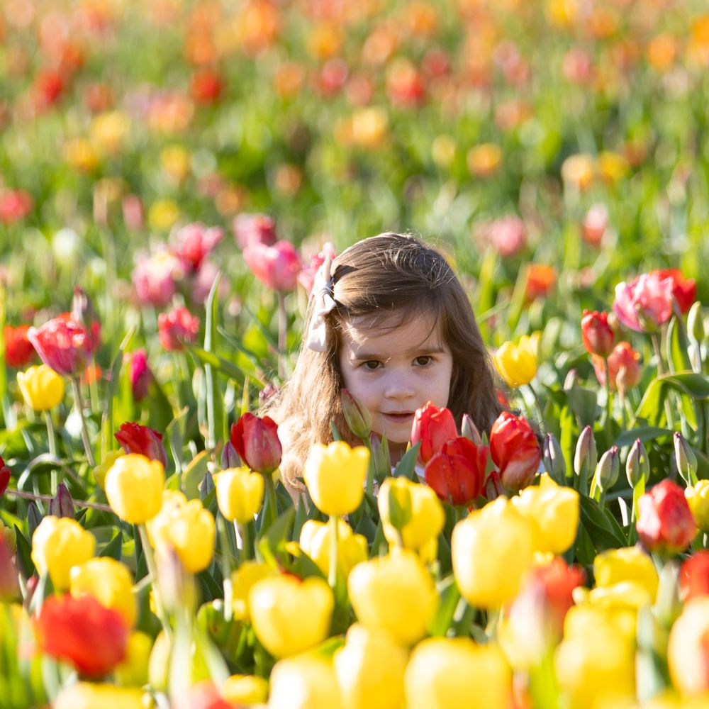 Young girl poses in the tulip field at Ferjulian's Farm during a spring family photo session by  Lisa West Photography