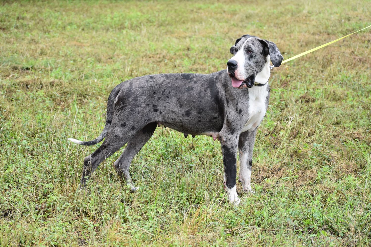 Great Dane with distinctive spotted coat standing in profile on grassy lawn.