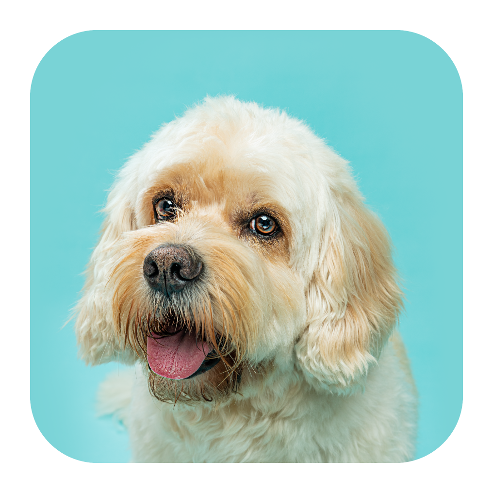 Portrait of a smiling cream-colored dog against a turquoise background.