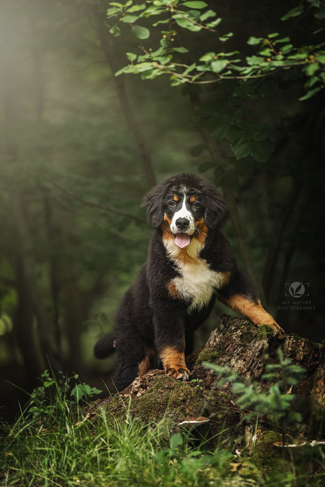 Berner Sennen Puppy in het bos