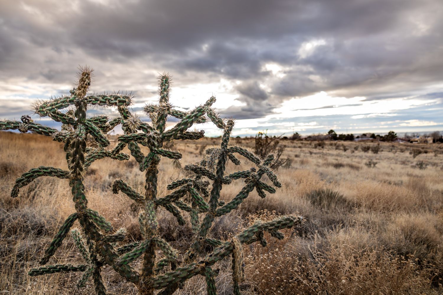 Memorari Portrait is located in Albuquerque New Mexico to provide Photography Services