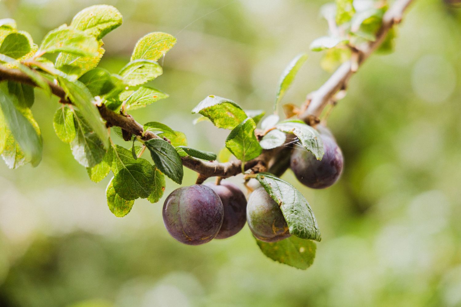 Food Photo, Product Photography, Branding, Culinary, Agriculture
