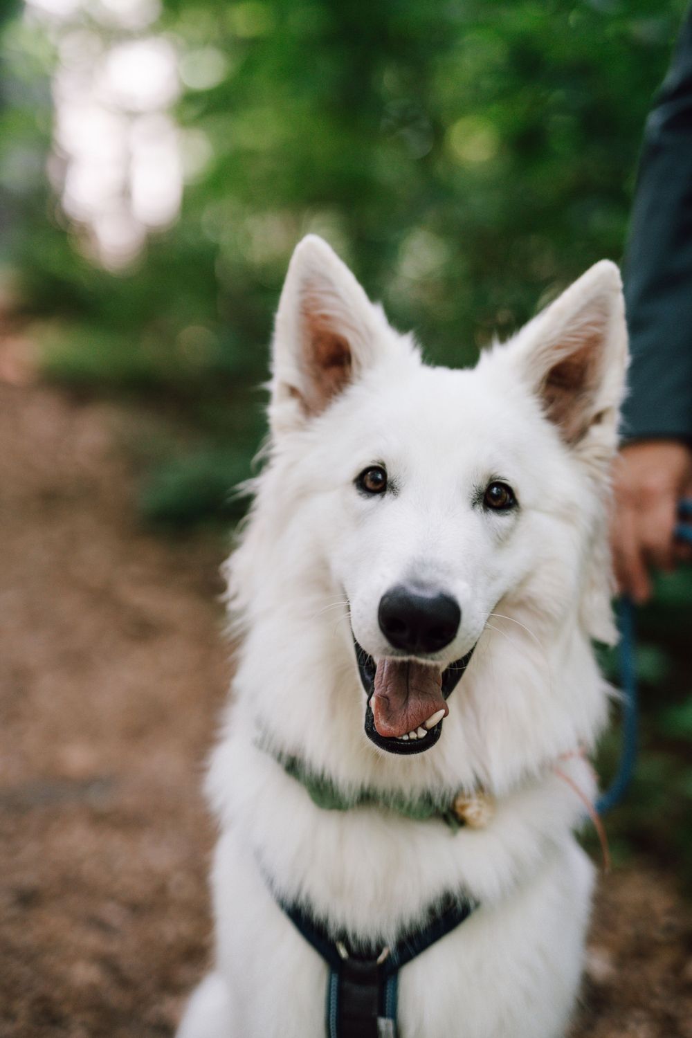Portrait of a happy white fluffy dog with perked ears and a friendly smile.