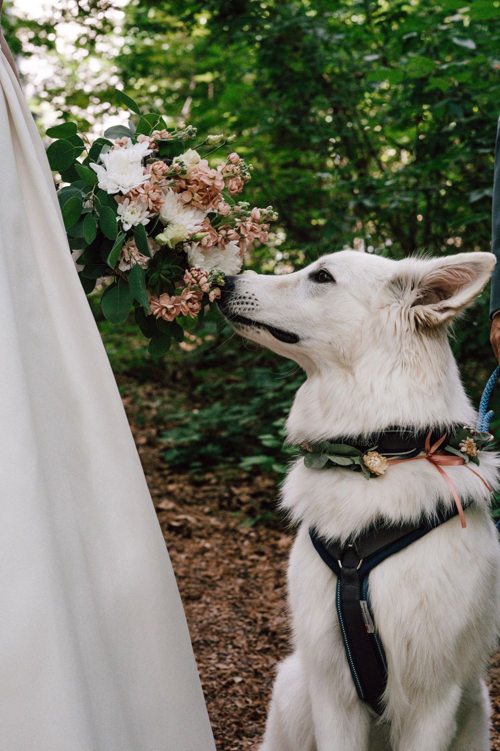 White dog in harness curiously examining flowering bush in garden setting.
