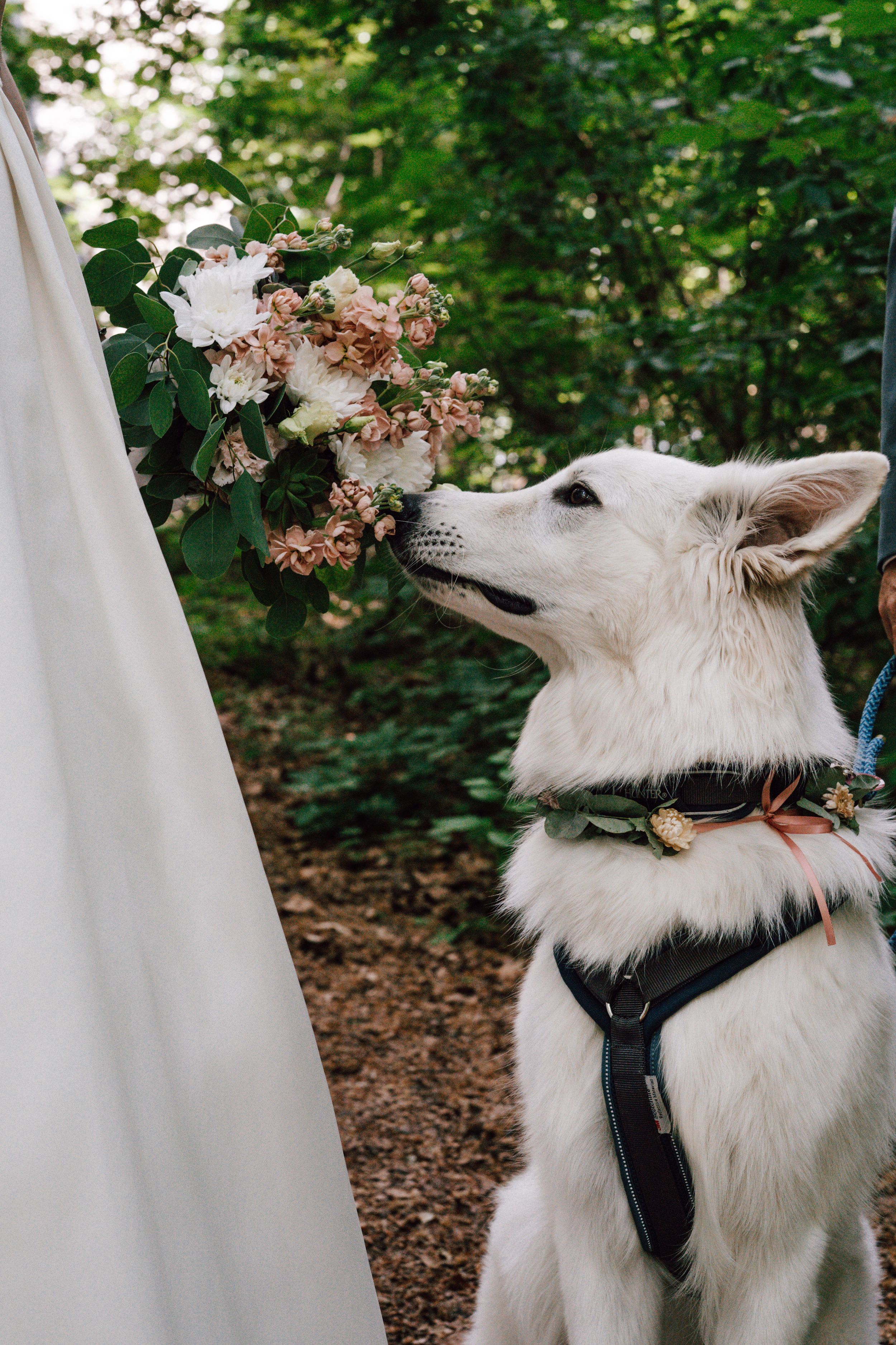 White dog in harness curiously examining flowering bush in garden setting.