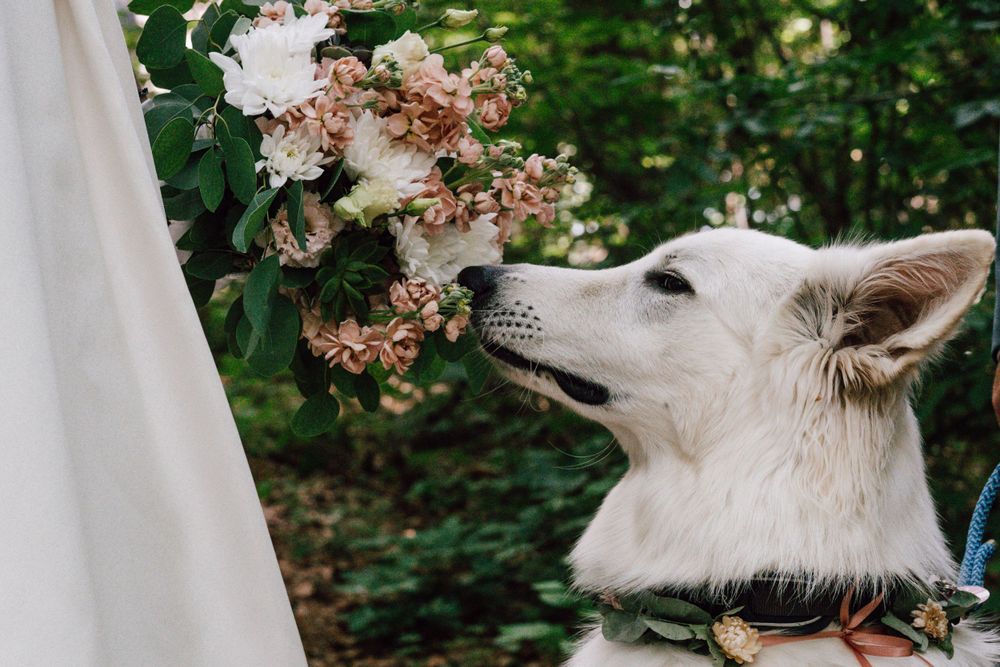 White dog sniffing pink flowers against green foliage background while wearing a harness.