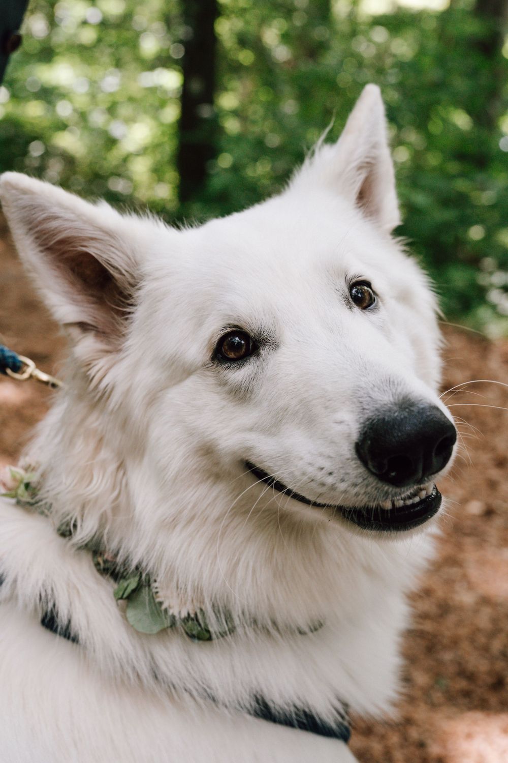 Portrait of a happy white fluffy dog with pointed ears in outdoor setting.