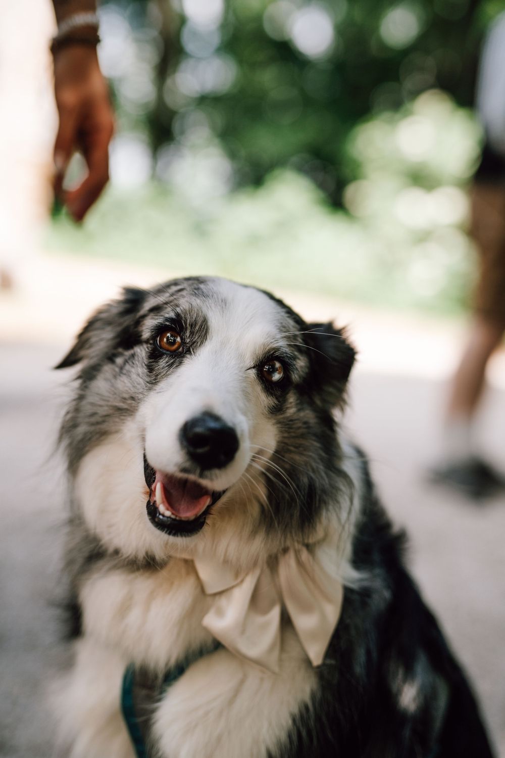 Border collie wearing cream bow tie smiling at camera.