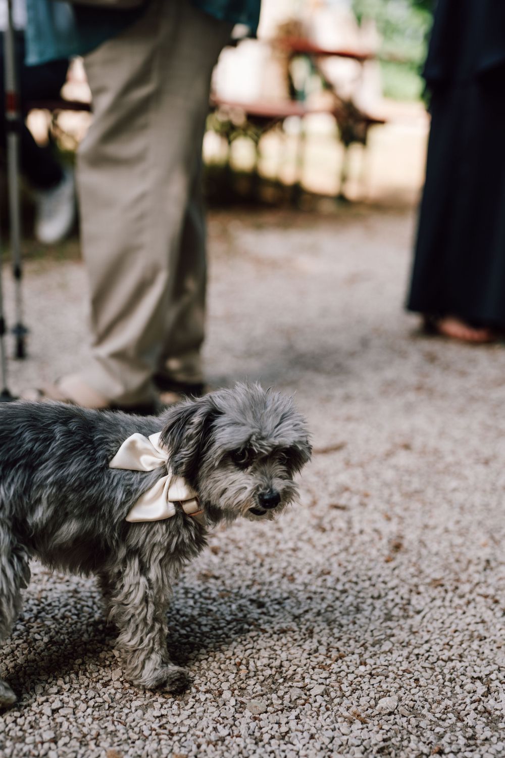 Small gray dog wearing bow tie at outdoor event.
