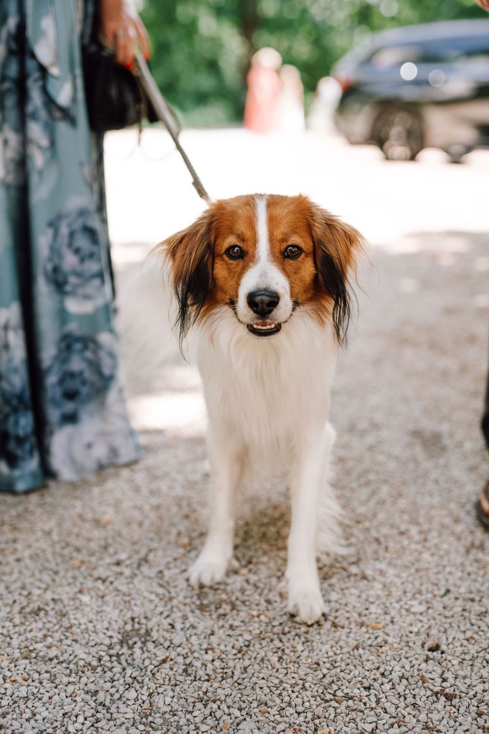 Brown and white dog on leash smiling at camera on gravel path.