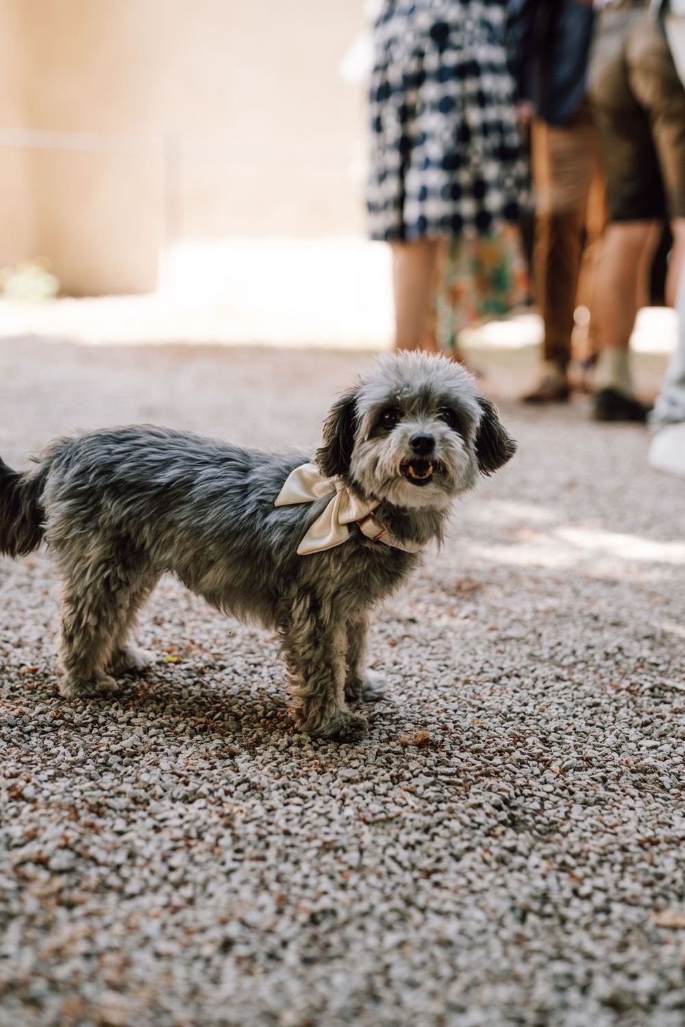 Gray terrier mix wearing bow tie standing on gravel path.