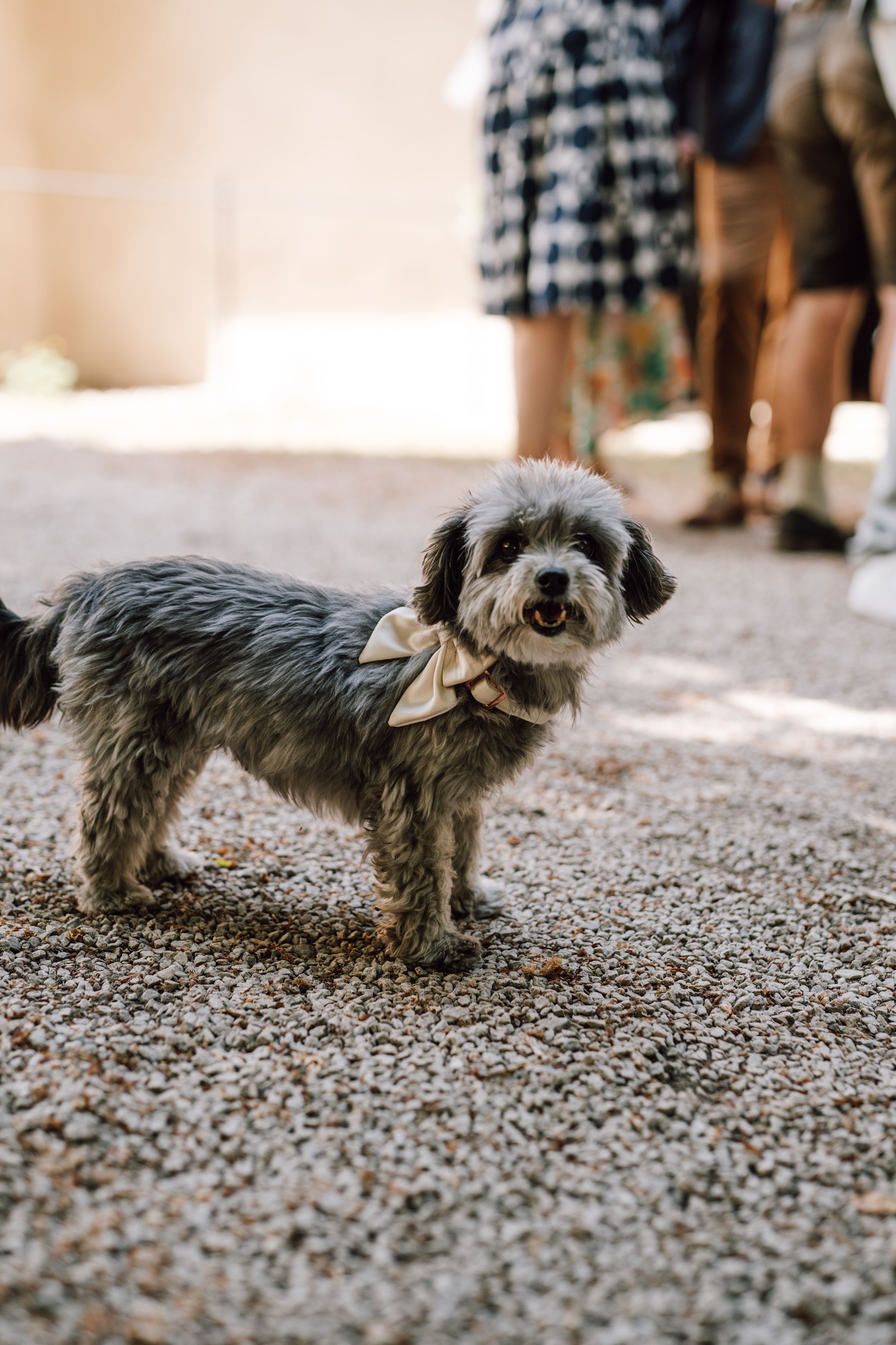 Gray terrier mix wearing bow tie standing on gravel path.