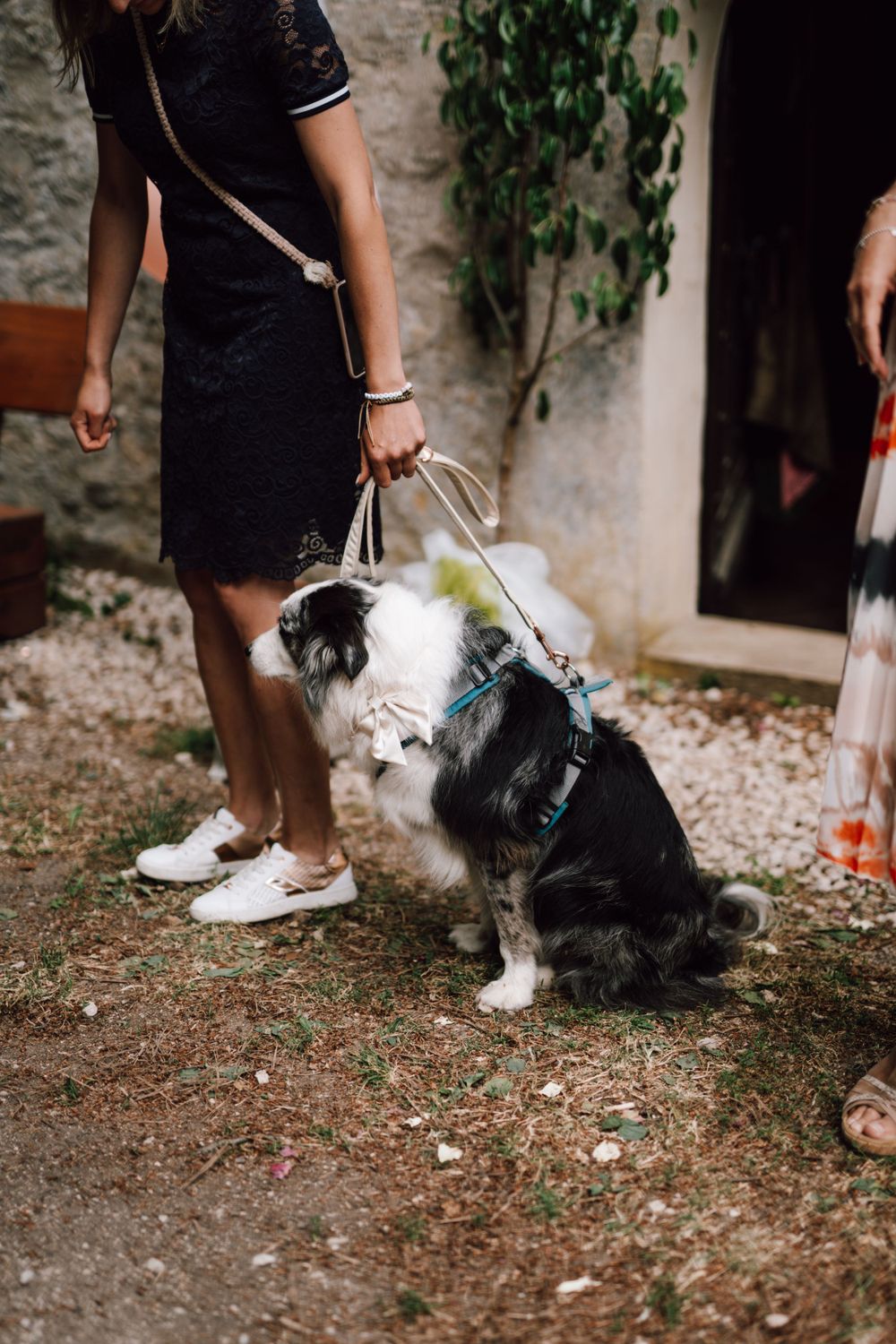 A black and white dog wearing wedding attire sits on a leash during outdoor celebrations.