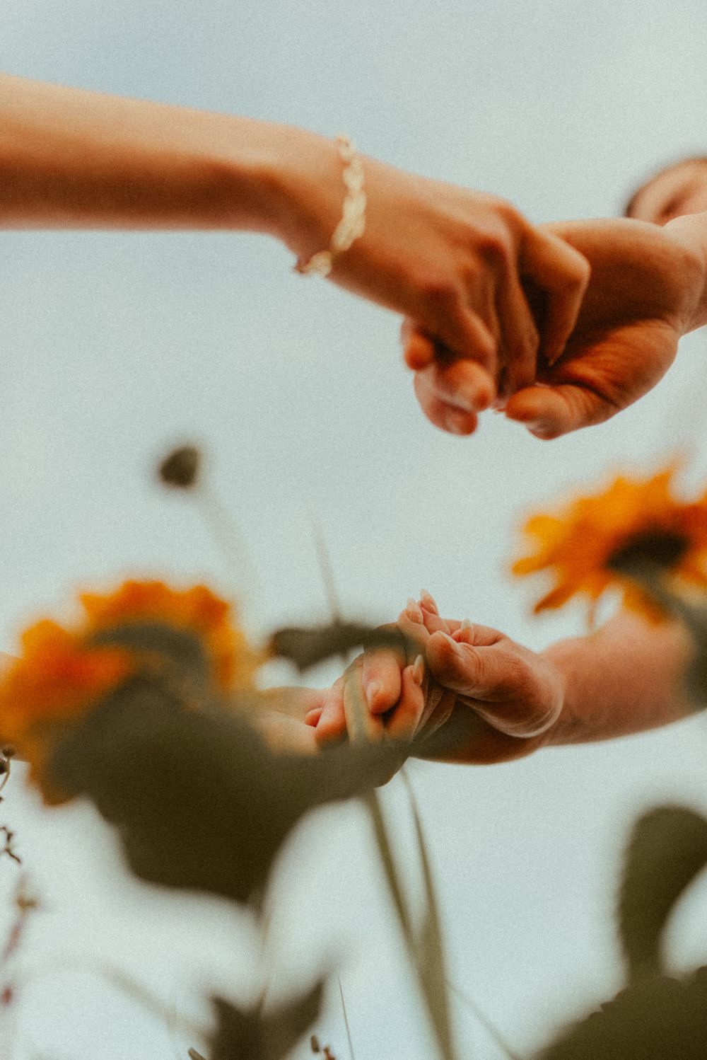 Close-up of hands reaching for each other among sunflowers in soft lighting.