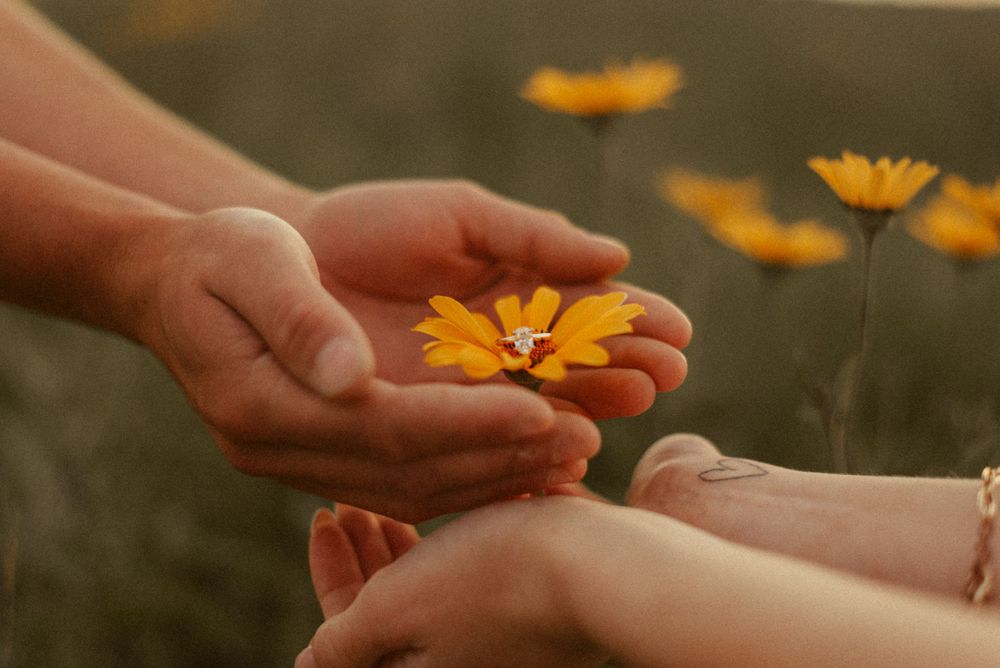Hands gently holding a delicate orange wildflower in a sunny meadow.