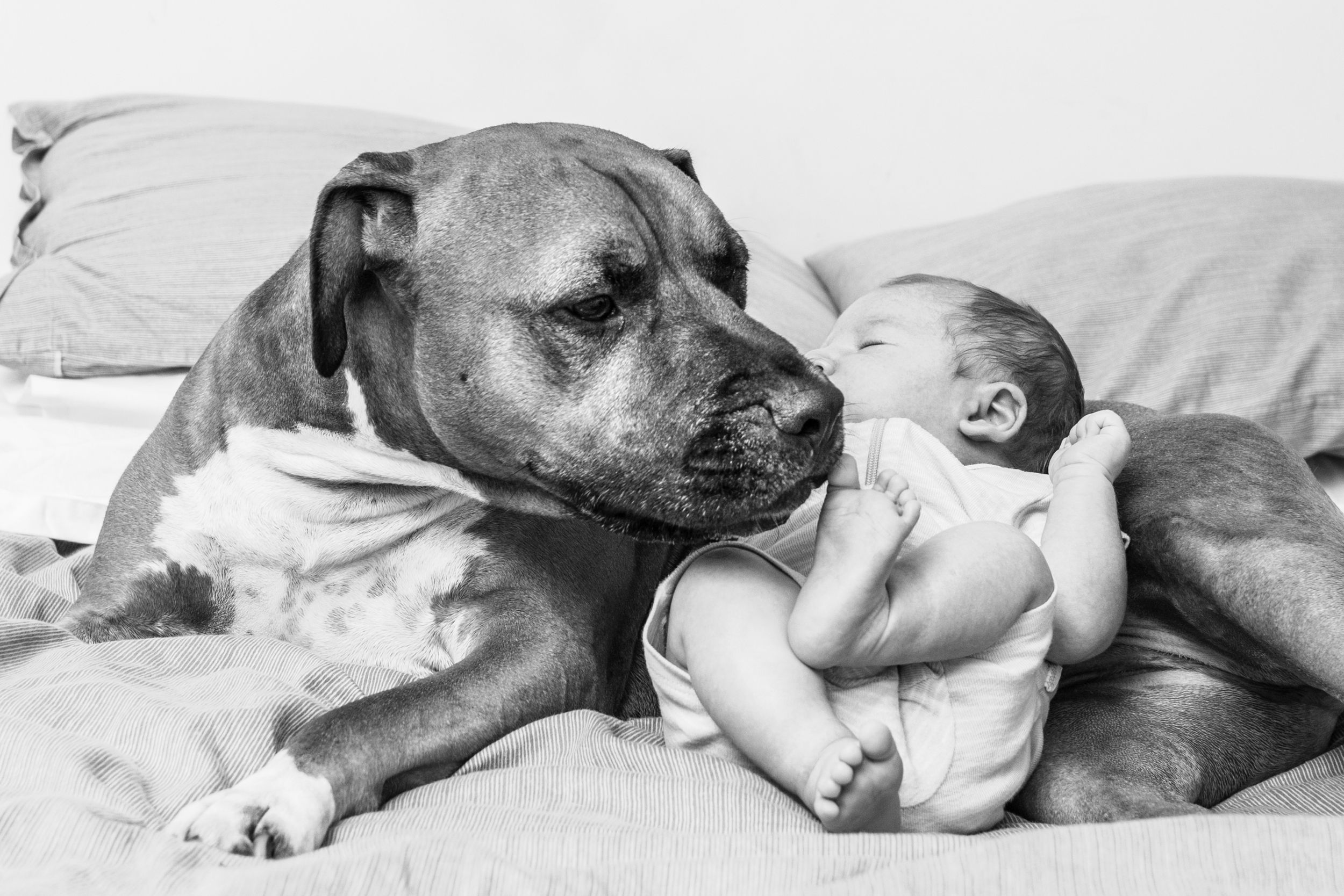 Large pit bull dog lying protectively next to small infant on bed.