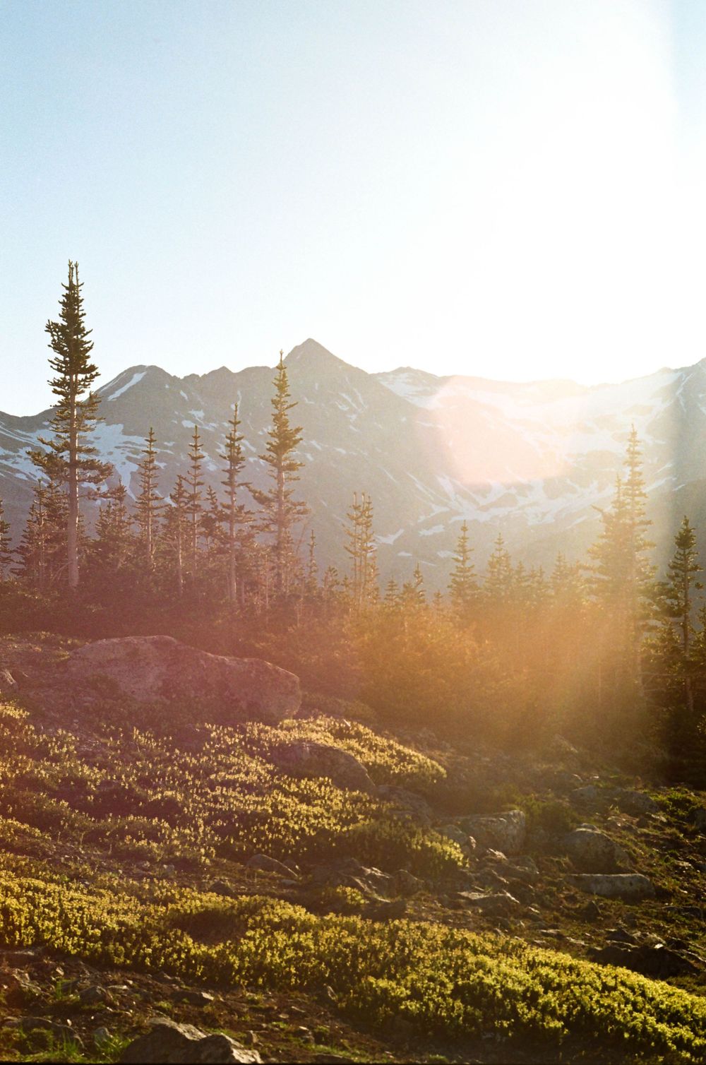 Golden sunlight illuminates a mountainous landscape with evergreen trees in the foreground.