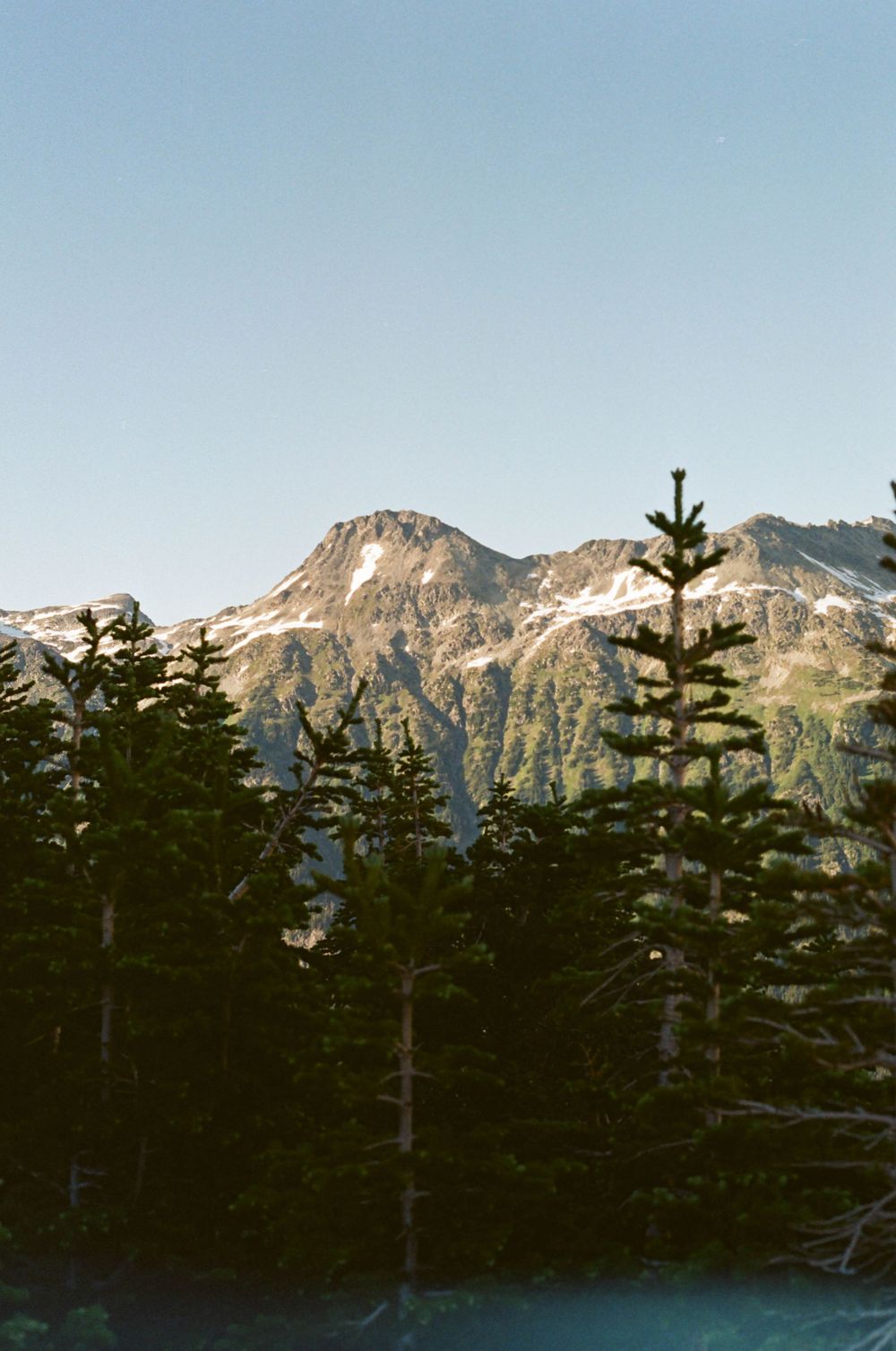 Distant mountain range with snow patches visible through silhouetted pine trees.