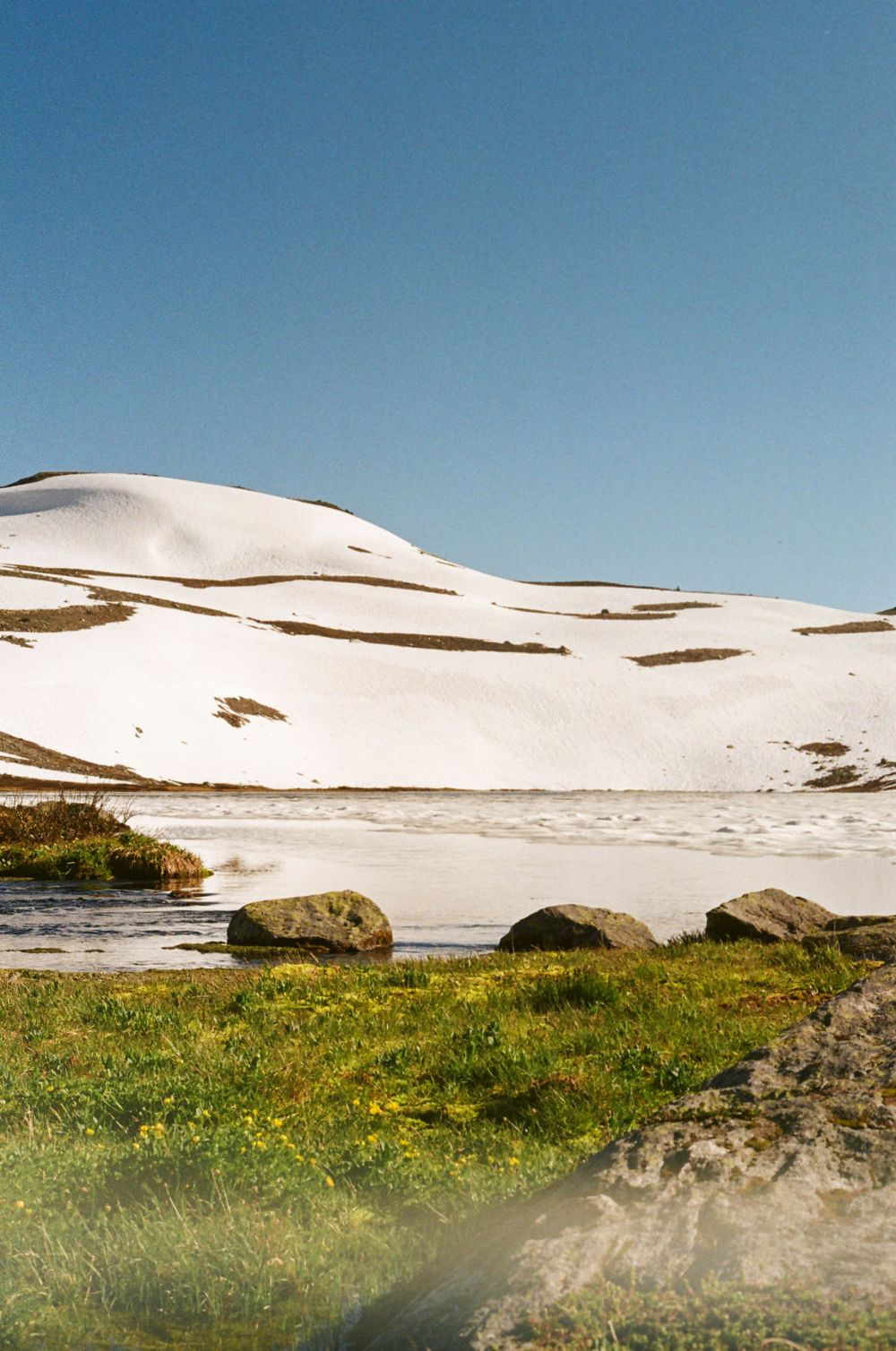 Snow-covered mountain slopes meet vibrant green meadows with yellow wildflowers under a blue sky.