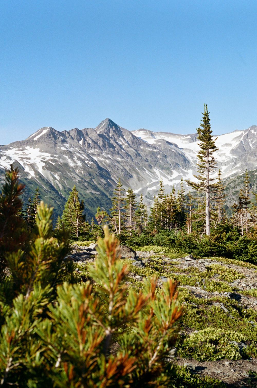 Majestic mountain range with snow patches visible among evergreen trees in the foreground.