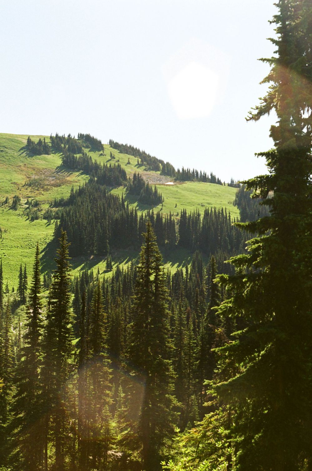 Sunlit mountain slopes covered in dense evergreen forest under clear blue skies.