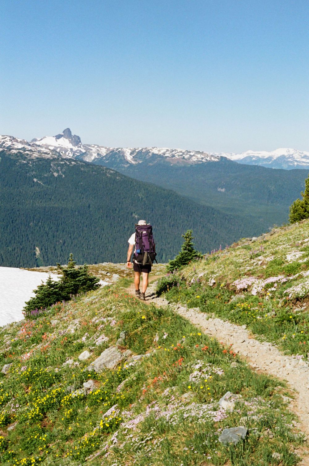 Hikers on a mountain trail surrounded by wildflowers with snow-capped peaks in the distance.