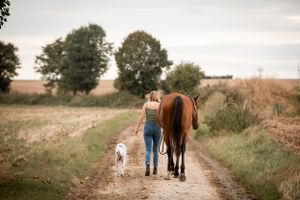 photo de cheval