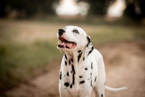 photo de chien