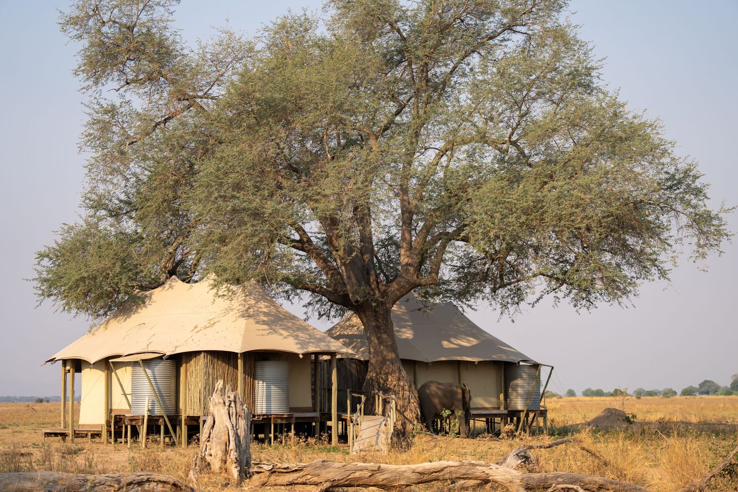 Safari camp tents under large acacia tree in African savanna landscape.