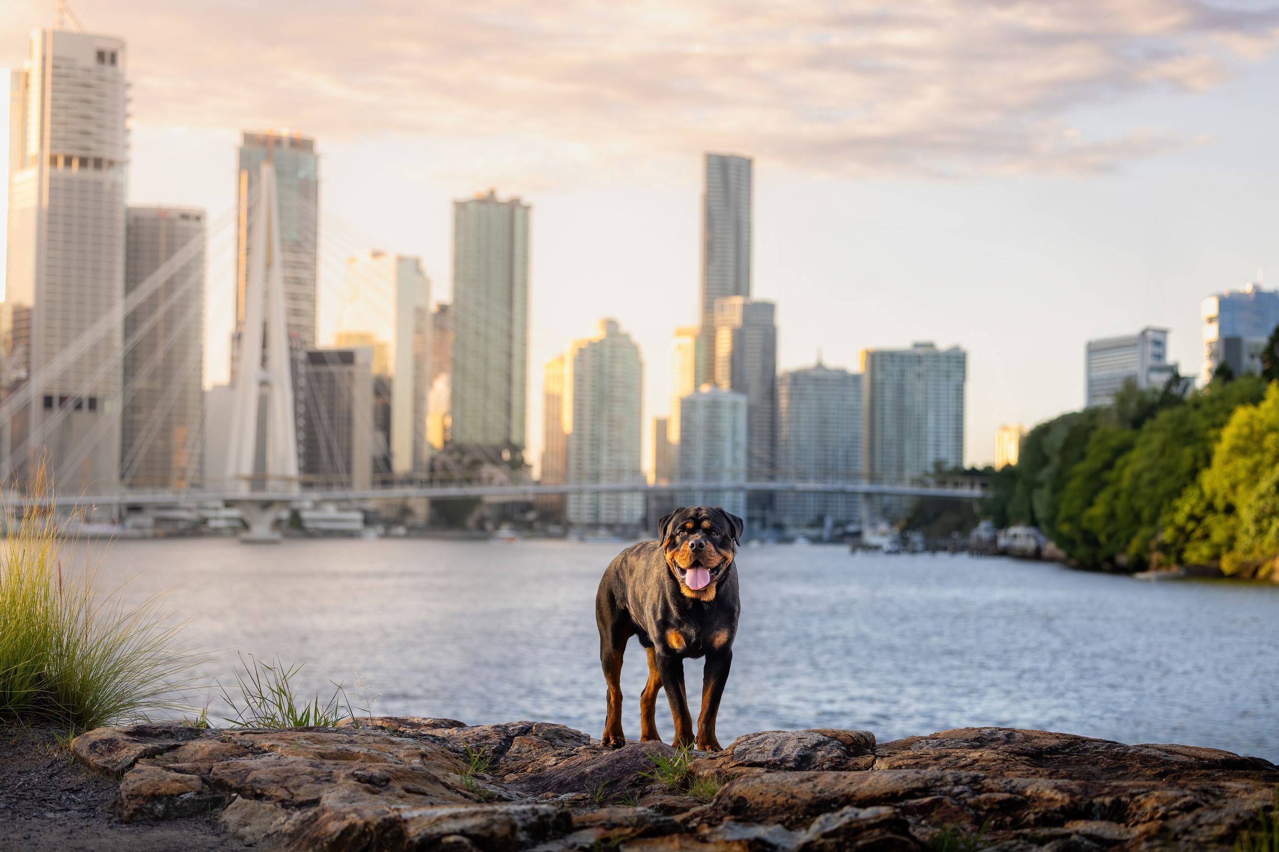 A Rottweiler stands on rocks by a river with a city skyline and bridge visible at golden hour.