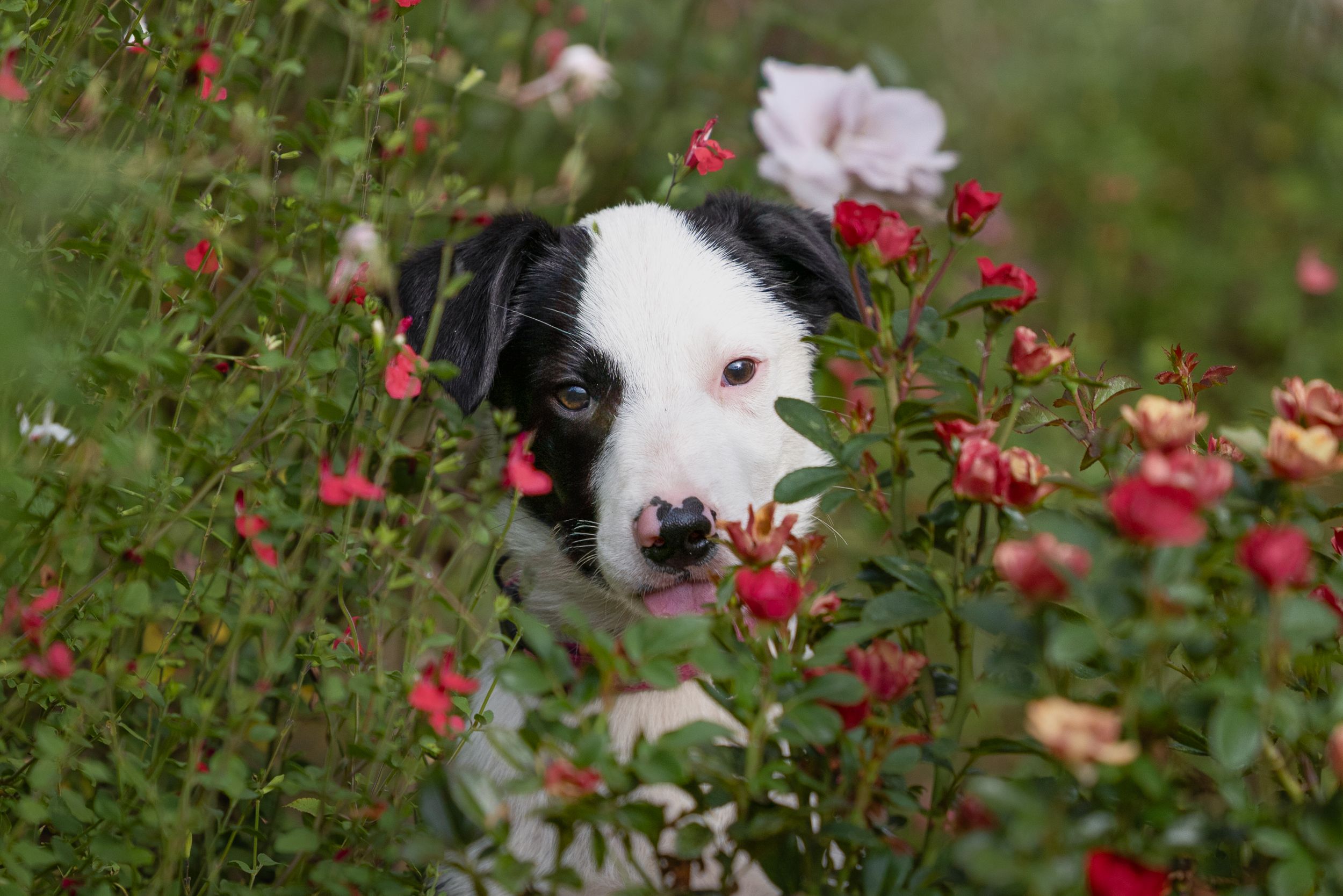 Black and white puppy peeking through vibrant red and pink rose bushes in a lush garden.