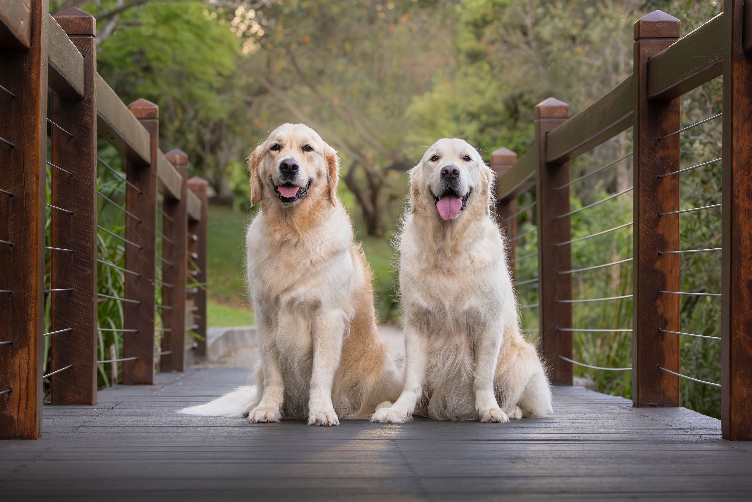 Two golden retrievers sitting side by side on a wooden bridge surrounded by lush green trees, tongues out and smiling.
