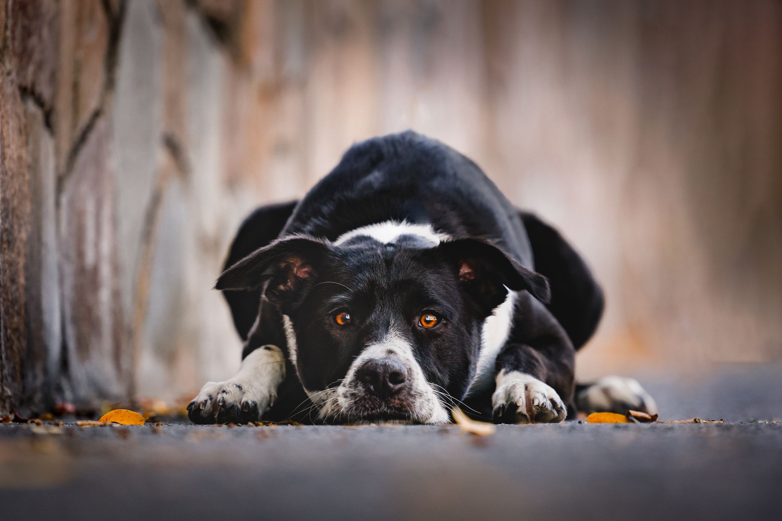 dog photography, Brisbane pet photographer, border collies, dog tricks, pets, pet stores, puppies, dog photos, dog