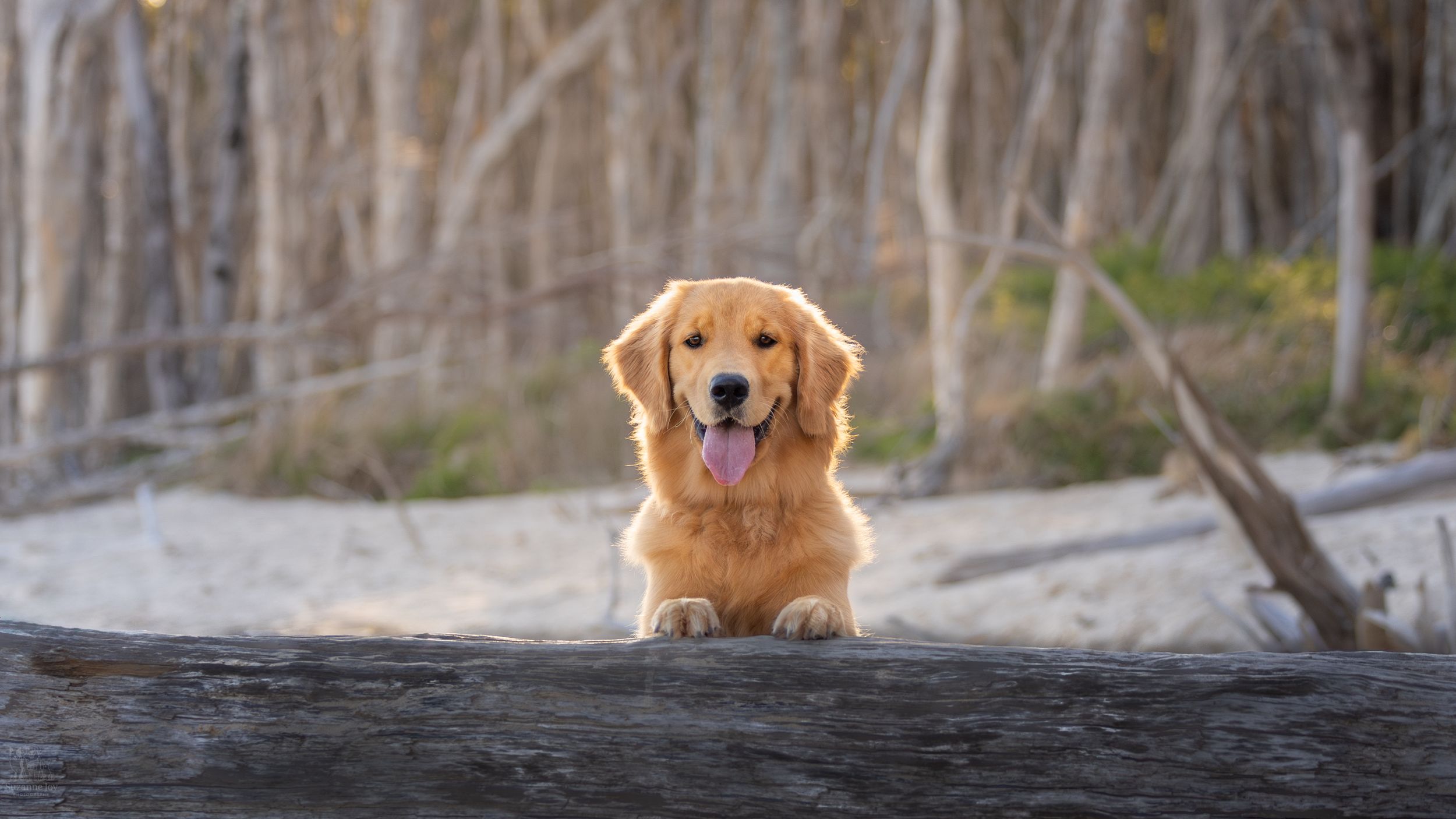A golden retriever puppy walks along a wooden boardwalk through a scenic natural landscape.