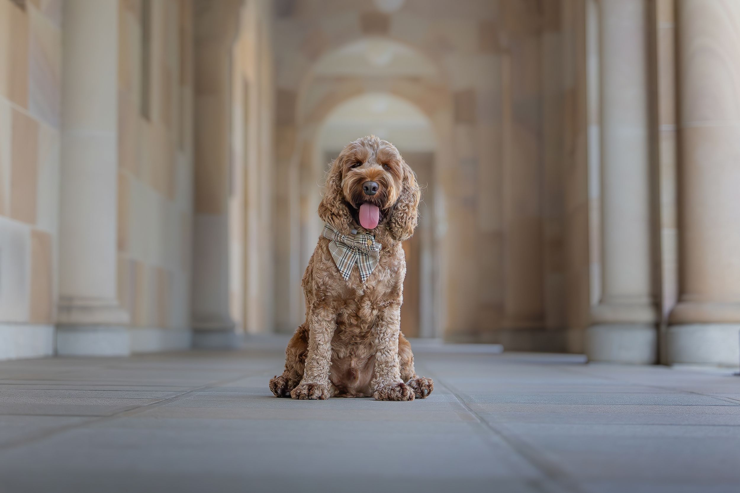 A fluffy golden Labradoodle sits in a grand stone archway corridor with tongue out.
