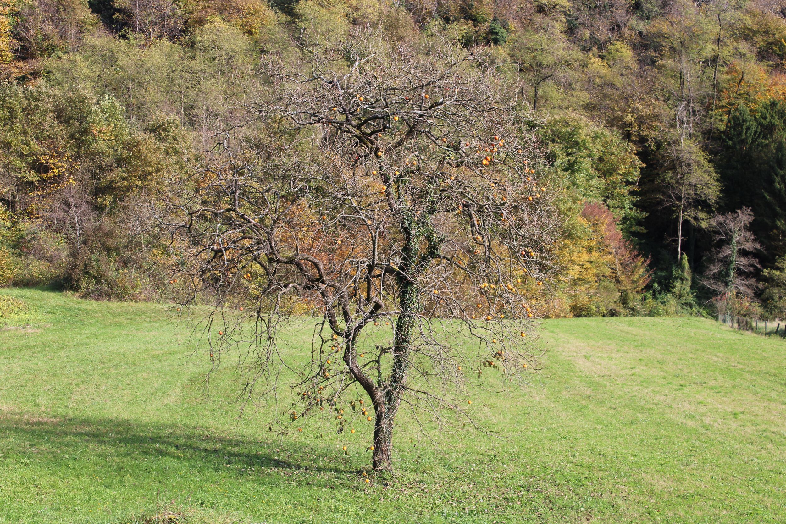 A dried-up fruit tree